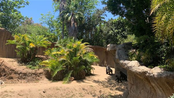 Los Angeles Zoo & Botanical Gardens - LA Zoo (6/25/2023 - Credits: Brandy Davis)