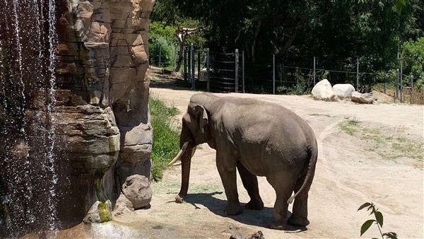 Los Angeles Zoo & Botanical Gardens - LA Zoo (6/25/2023 - Credits: Brandy Davis)