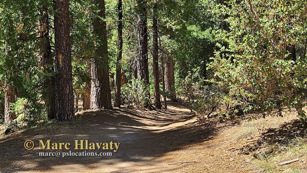 Idyllwild Nature Center - Forest (7/5/2023 - Credits: Marc Hlavaty)