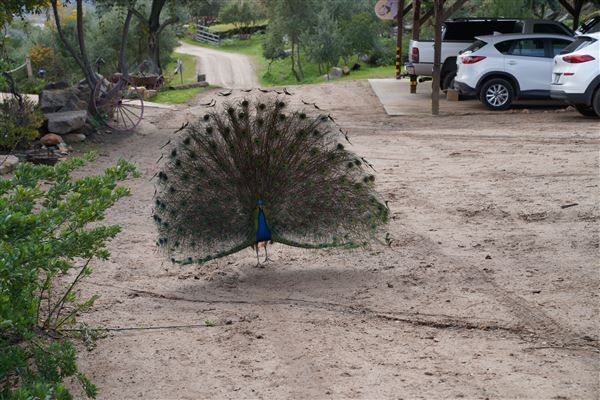 Stone Meadows Ranch (11/29/2023 - Credits: Photo Courtesy of Thomas Levin)
