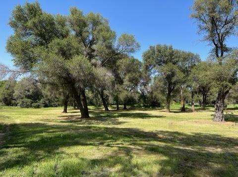 Olive Ranch (5/10/2022 - Credits: Placer County)