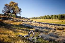 Cleveland National Forest - Mount Laguna (7/2/2024 - Credits: Public Affairs Officer Forest Service)