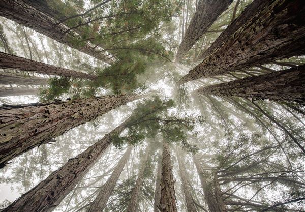 University of California, Santa Cruz - UCSC (8/14/2022 - Credits: UC Regents, UC Santa Cruz)