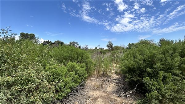 Sepulveda Basin Wildlife Preserve / Woodley Park (8/2/2024 - Credits: Brandy Davis)