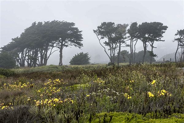 Half Moon Bay State Beach (SB) (8/5/2024 - Credits: Photo Courtesy of California State Parks 2024)