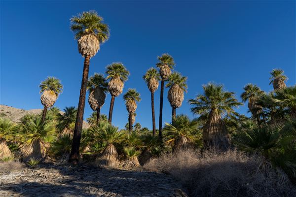 Indio Hills Palms Park Property (10/30/2023 - Credits: Brian Baer)