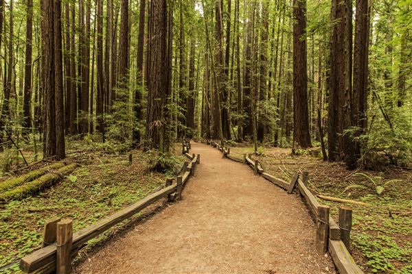 Armstrong Redwoods State Natural Reserve (SNR) (5/26/2015 - Credits: Brian Baer)