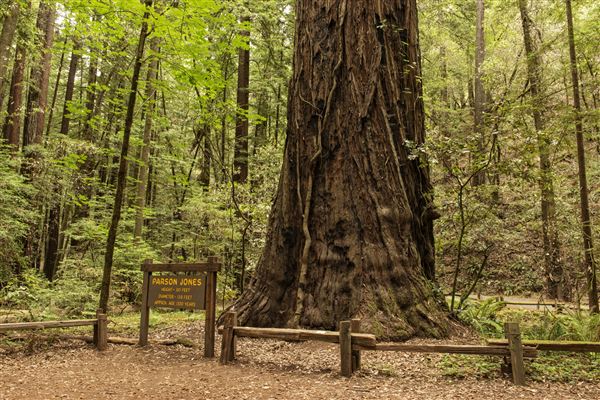 Armstrong Redwoods State Natural Reserve (SNR) (5/26/2015 - Credits: Brian Baer)