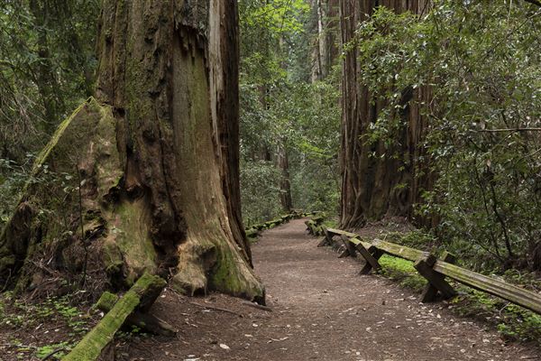 Armstrong Redwoods State Natural Reserve (SNR) (4/26/2019 - Credits: Brian Baer)