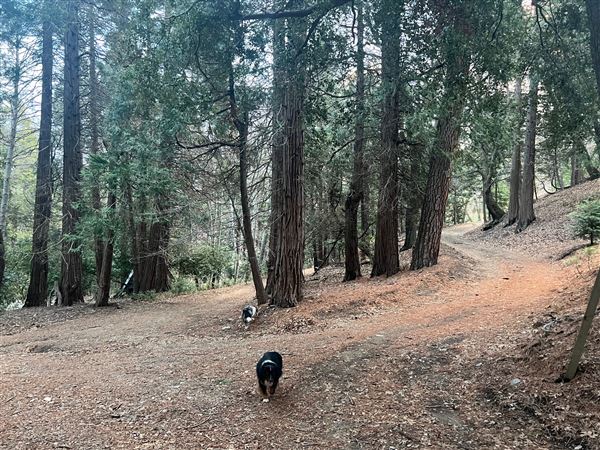 4 Log Cabins and 15 Wooded Acres Near Crestline, CA (4/9/2025 - Credits: Michelle Dowd)