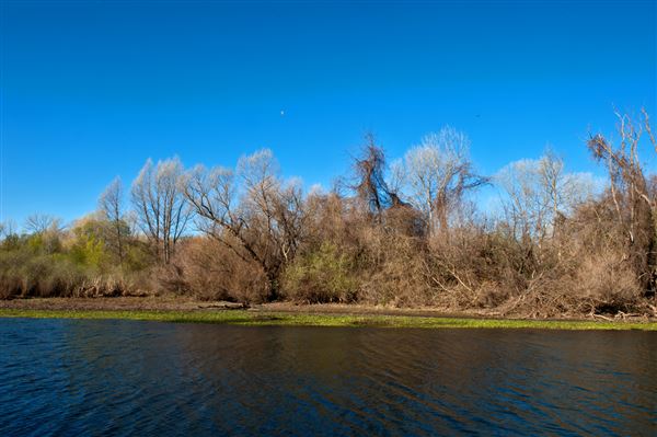 Bidwell-Sacramento River State Park (SP) (3/7/2012 - Credits: Brian Baer)