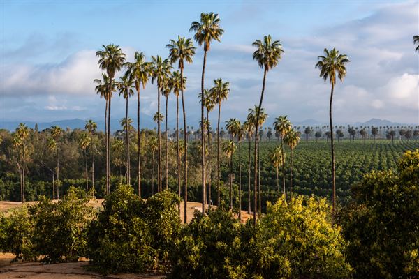 California Citrus State Historic Park (SHP) (3/20/2022 - Credits: Brian Baer)