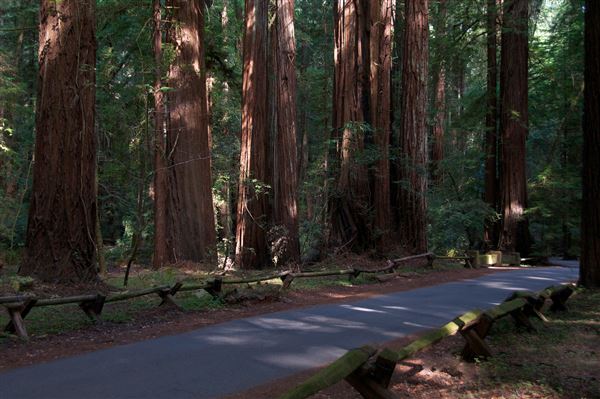 Armstrong Redwoods State Natural Reserve (SNR) (4/17/2025 - Credits: Photo Courtesy of Sonoma County)