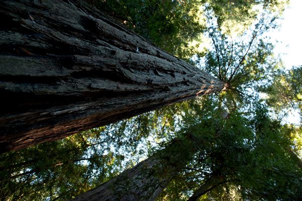 Armstrong Redwoods State Natural Reserve (SNR) (4/17/2025 - Credits: Photo Courtesy of Sonoma County)