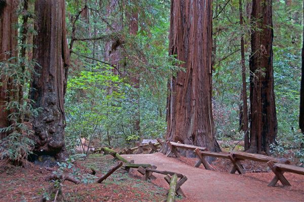 Armstrong Redwoods State Natural Reserve (SNR) (4/17/2025 - Credits: Al Mueller)