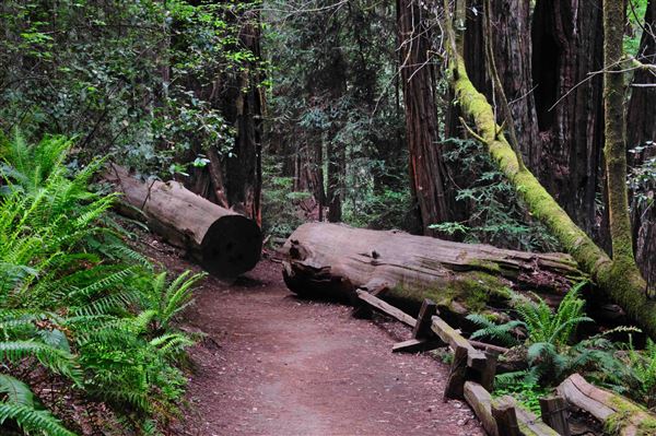 Armstrong Redwoods State Natural Reserve (SNR) (4/17/2025 - Credits: Al Mueller)