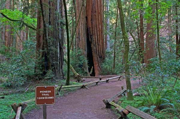 Armstrong Redwoods State Natural Reserve (SNR) (4/17/2025 - Credits: Al Mueller)