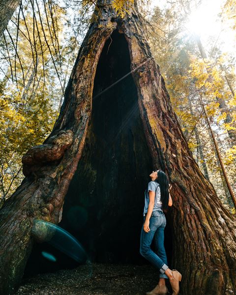 Occidental - Grove of the Old Trees (4/22/2025 - Credits: Mariah Harkey)