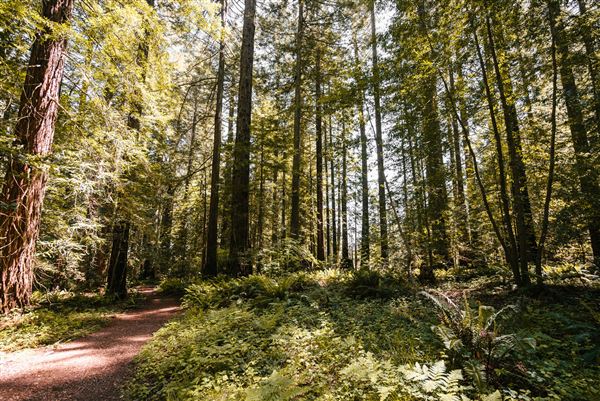Occidental - Grove of the Old Trees (4/22/2025 - Credits: Mariah Harkey)