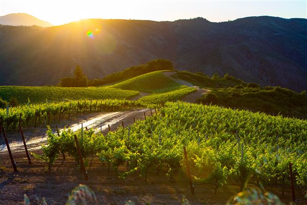 City of Santa Rosa - Pine Mountain Vineyards (4/23/2025)
