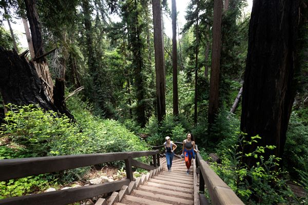 Pfeiffer Big Sur State Park (SP) - Pfeiffer Falls Trail (4/24/2022 - Credits: SeeMonterey.com)