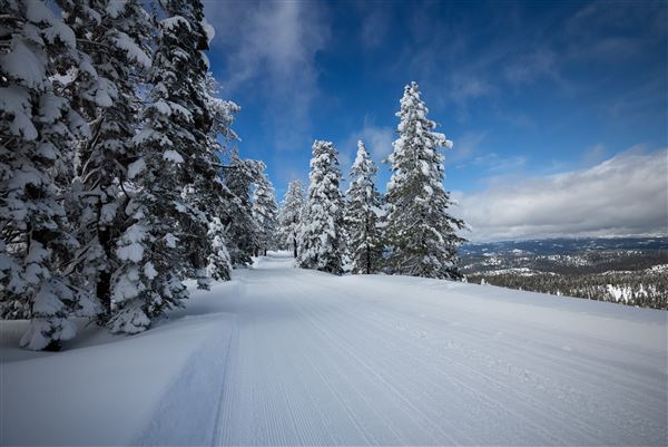 Dodge Ridge Mountain Resort (5/28/2025 - Credits: Dodge Ridge Mountain Resort)