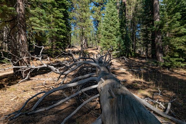 Washoe Meadows State Park (SP) (10/4/2024 - Credits: Brian Baer)
