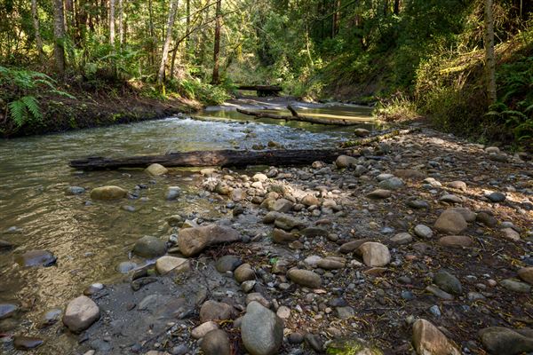 Forest of Nisene Marks State Park (SP), The (3/8/2024 - Credits: Brian Baer)