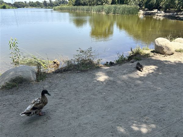 Whittier Narrows Recreation Area / LA County Parks - US Army Corps of Engineers - Legg Lake (6/17/2025 - Credits: Brandy Davis)