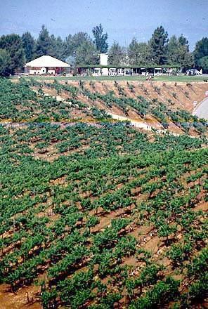Orfila Winery (12/31/2003)