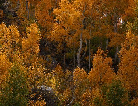 Bishop - Bishop Creek (7/25/2025 - Credits: Visit USA Parks)