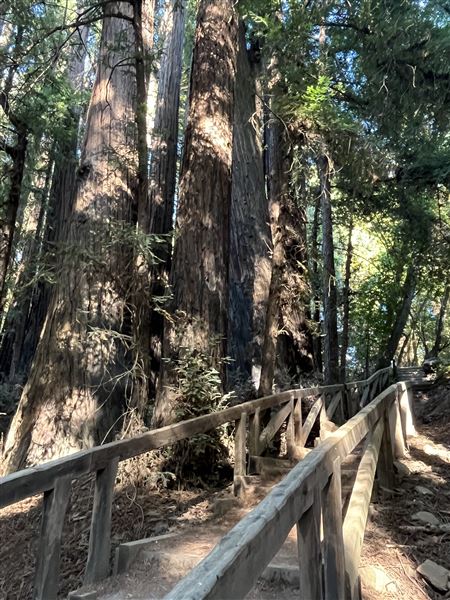 Pfeiffer Big Sur State Park (SP) (8/17/2025 - Credits: Melody Hildreth)