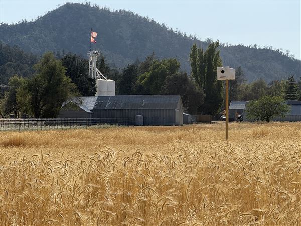 North Fork Ranch - Ventura County (9/3/2025 - Credits: Mary Avery)
