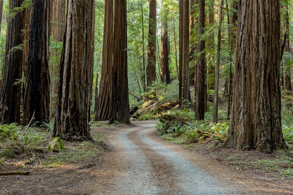 John B. Dewitt Redwoods State National Reserve (SNR) (8/21/2017 - Credits: Brian Baer)