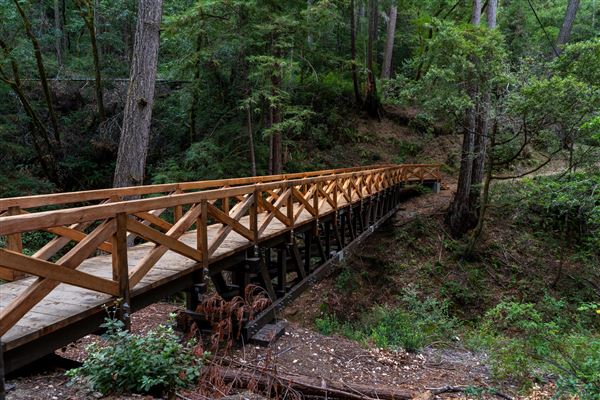 Portola Redwoods State Park (SP) (10/14/2024 - Credits: Brian Baer)