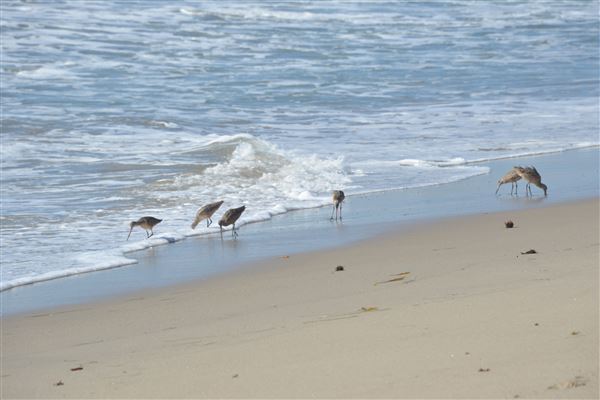 El Pescador State Beach @ Robert H. Meyer Memorial State Beach (SB) - CFC (11/14/2017 - Credits: Leo Fialho)