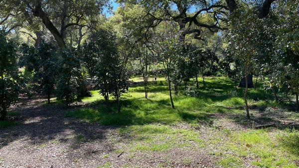 Descanso Gardens - Ancient Forest (3/7/2022 - Credits: Leo Fialho)