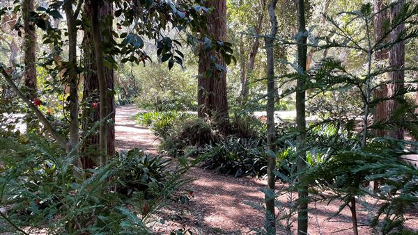 Descanso Gardens - Ancient Forest (3/7/2022 - Credits: Leo Fialho)