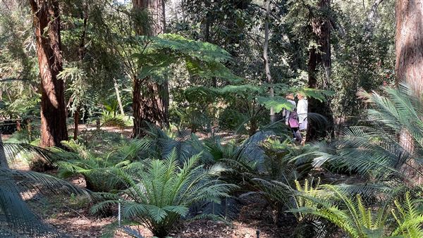 Descanso Gardens - Ancient Forest (3/7/2022 - Credits: Leo Fialho)