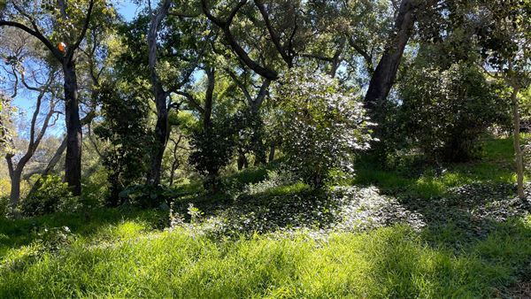 Descanso Gardens - Ancient Forest (3/7/2022 - Credits: Leo Fialho)