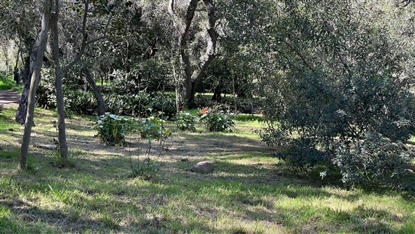 Descanso Gardens - Camellia Forest (3/7/2022 - Credits: Leo Fialho)