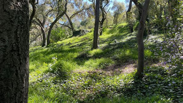 Descanso Gardens - Camellia Forest (3/7/2022 - Credits: Leo Fialho)
