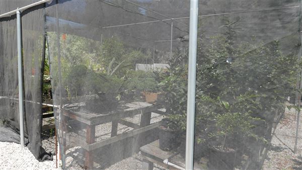 Descanso Gardens - Plant Propagation Greenhouse (7/26/2017 - Credits: Leo Fialho)