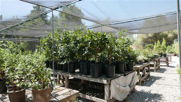 Descanso Gardens - Plant Propagation Greenhouse (7/26/2017 - Credits: Leo Fialho)
