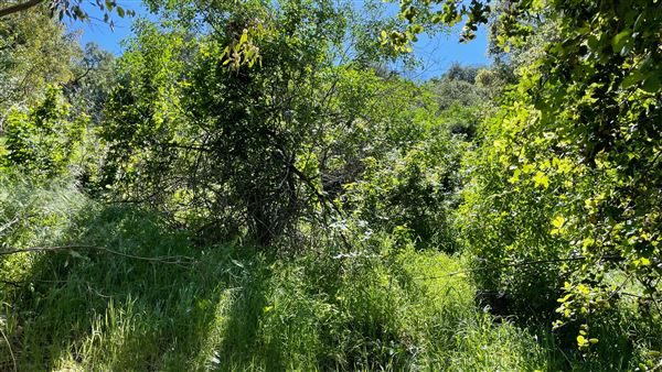 Descanso Gardens - Hopes Garden (3/7/2022 - Credits: Leo Fialho)