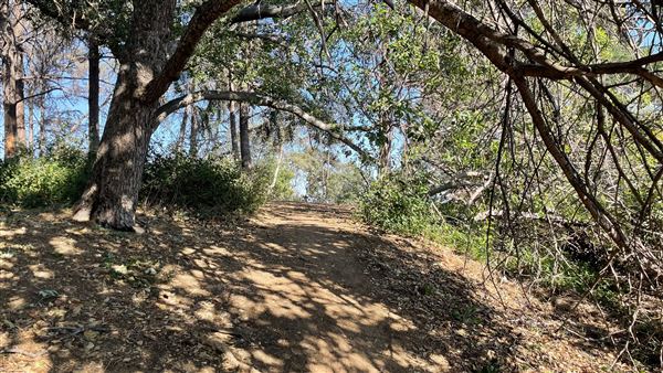 Griffith Park Redwoods - Cedar Grove - Cedar Grove Trail (3/16/2022 - Credits: Leo Fialho)