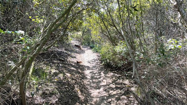 Griffith Park Redwoods - Cedar Grove - Cedar Grove Trail (3/16/2022 - Credits: Leo Fialho)
