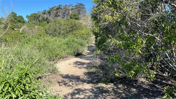Griffith Park Redwoods - Cedar Grove - Cedar Grove Trail (3/16/2022 - Credits: Leo Fialho)