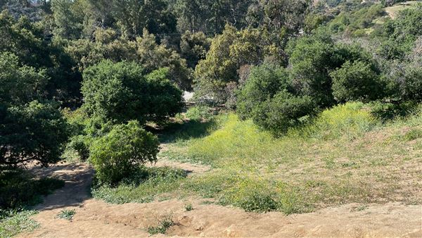 Griffith Park Redwoods - Cedar Grove - Cedar Grove Trail (3/16/2022 - Credits: Leo Fialho)