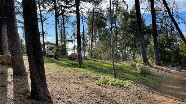 Griffith Park Redwoods - Cedar Grove - Cedar Grove (12/10/2021 - Credits: Leo Fialho)